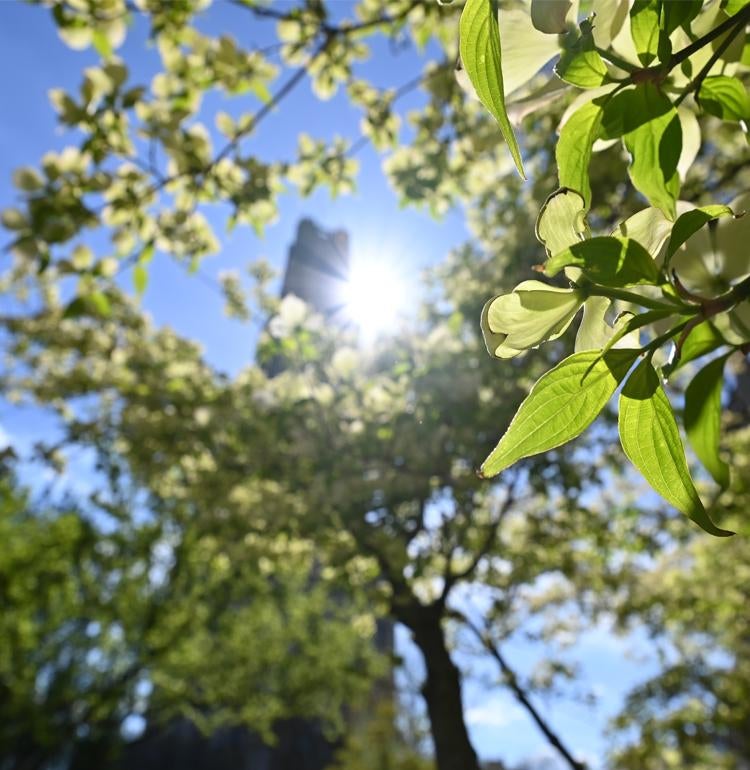 A sunbeam peaks through trees on the Pittsburgh Campus.