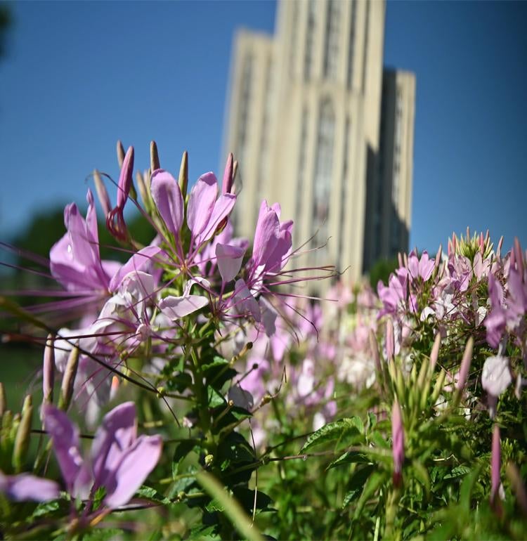 Flowers bloom in front of the Cathedral of Learning.